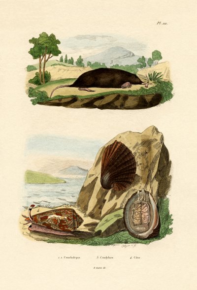 Einheimische Molluske von French School